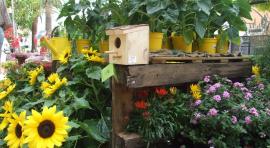 Botánica Insólita, una feria que descubre el mundo vegetal en Matadero Madrid