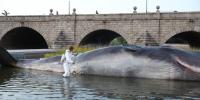 La escultura `Whale´ en el Manzanares